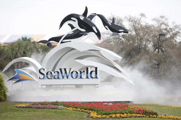 Killer Whale Kills Trainer Before Show At SeaWorld