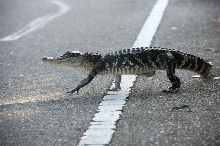 American alligator crossing the road for Florida man humor