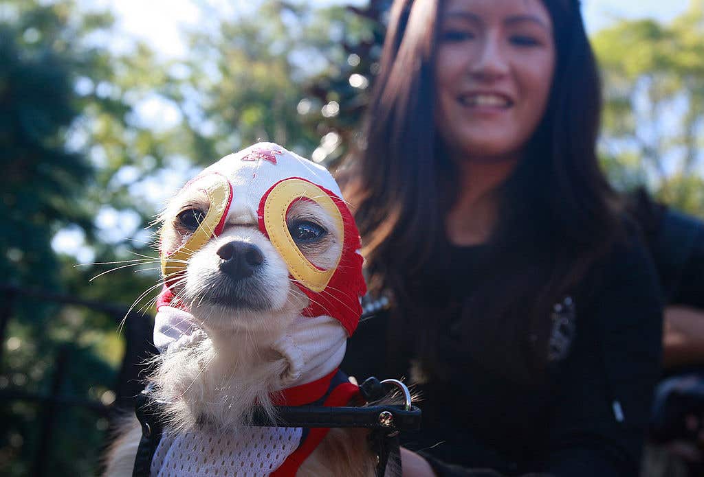 Dog Chico is dressed as a Mexican wrestler