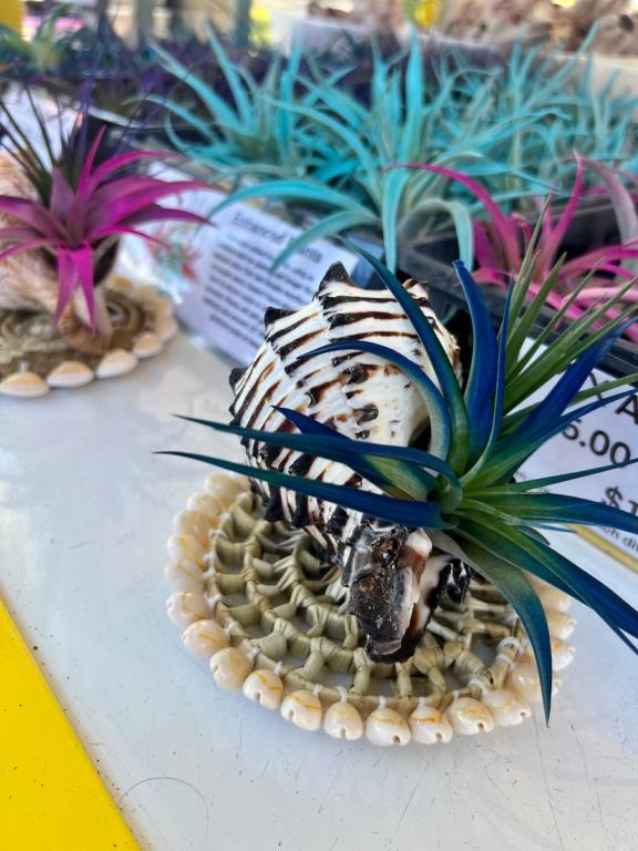 blue air plant in a shell