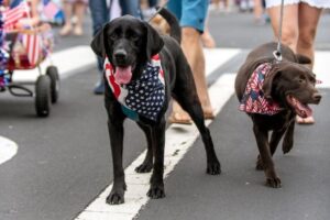 Black dog with a red white and blue bandana on