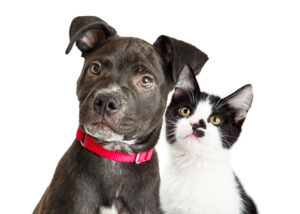 Portrait of a cute young mixed breed puppy and kitten with black and white fur