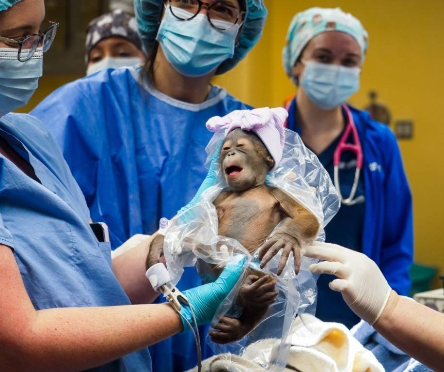 Busch Gardens Tampa Bay celebrates the arrival of a baby Bornean Orangutan, showing their dedication to conservation efforts for these adorable baby animals.