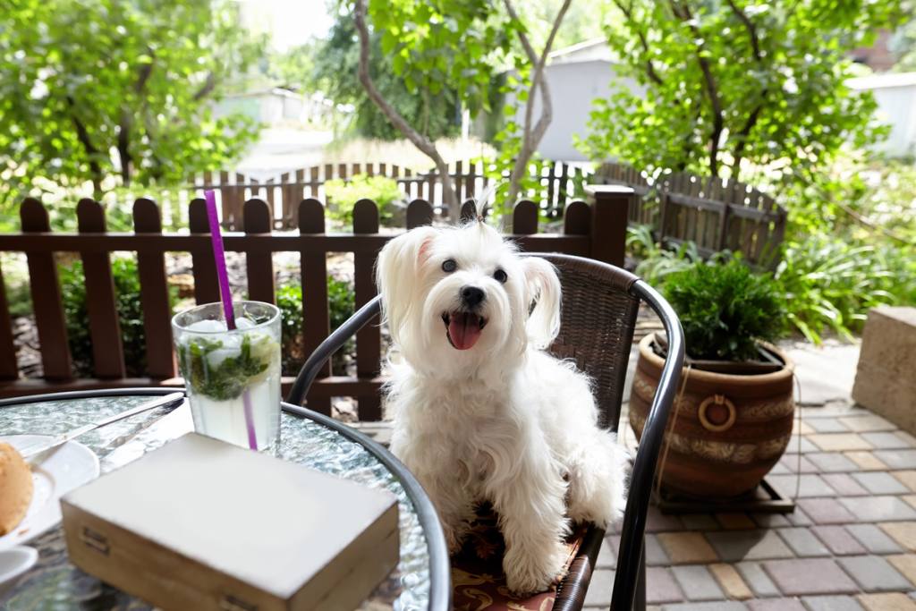 Cute white dog sitting oudoors at the cafe terrace. Relax, animals concept. Dog Friendly Restaurants