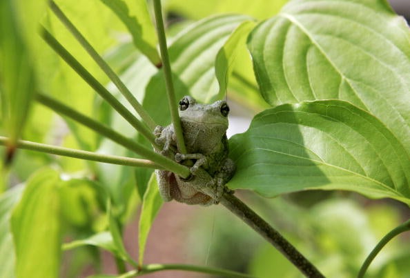 A Tree Frog Looks Content Sitting On A Tree Branch. Meanwhile, FGCU students and researchers spearhead efforts to safeguard native tree frogs from the invasive Cuban tree frog, battling against its disruptive presence.