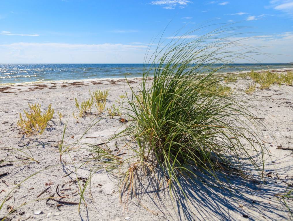 Beautiful, sunny Florida beach landscape. One Florida camping site has been named the best in America by the experts at Reader's Digest.