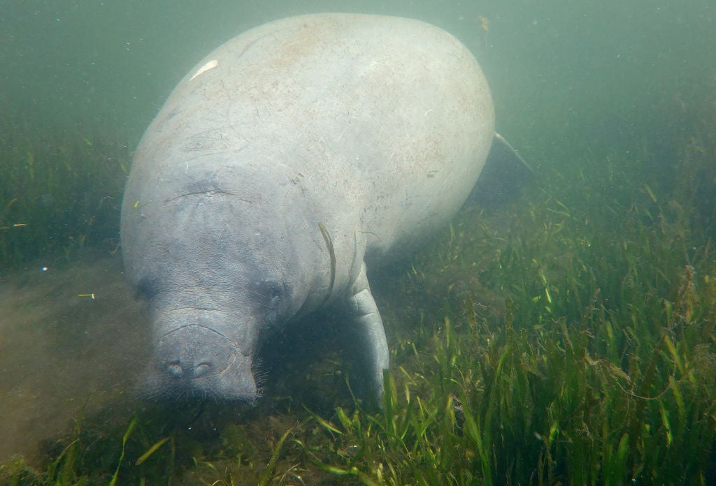 Swimming with manatess is one of the great Florida experiences you can have this summer.