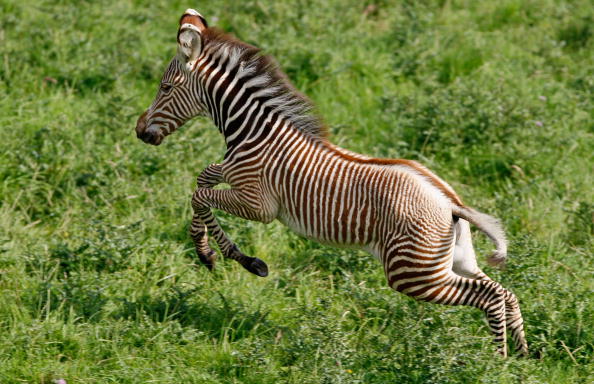 Disney's Animal Kingdom Welcomes Baby Zebra