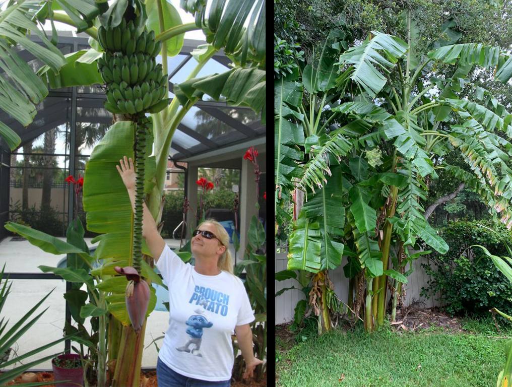 Grow Your Own Bananas