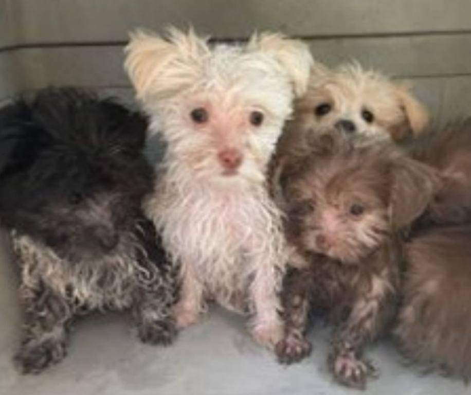 Naples police arrested three people for attempting to sell puppies at the beach in dangerously high temperatures, saving the overheated pups from severe distress.