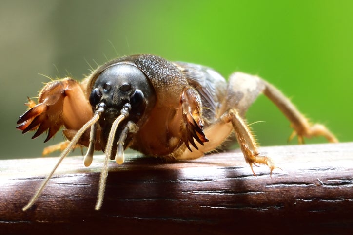 Close up of a mole cricket with long sensors under it's beady eyes