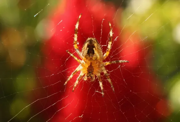 Spider. In Florida, a woman was arrested for drowning her roommate's pet spider in ginger ale, sparking one of the strangest animal cruelty cases yet.