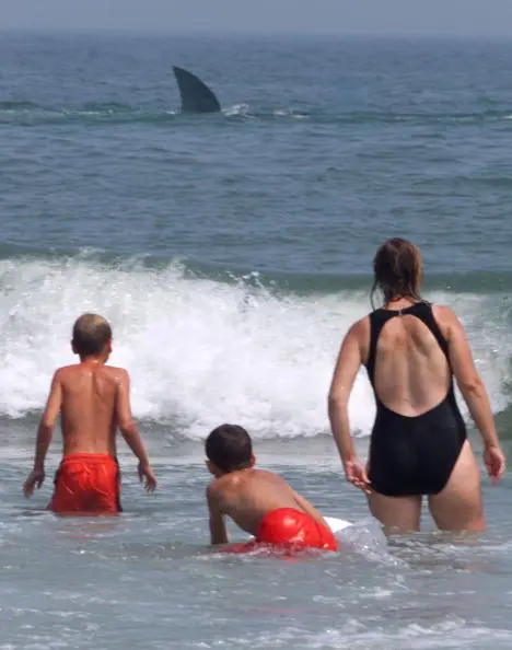 Fake Shark Cruises The Surf in Ocean City. Meanwhile, A Florida firefighter was bitten by a shark while surfing at New Smyrna Beach, but drove himself home for treatment and plans to surf again soon.