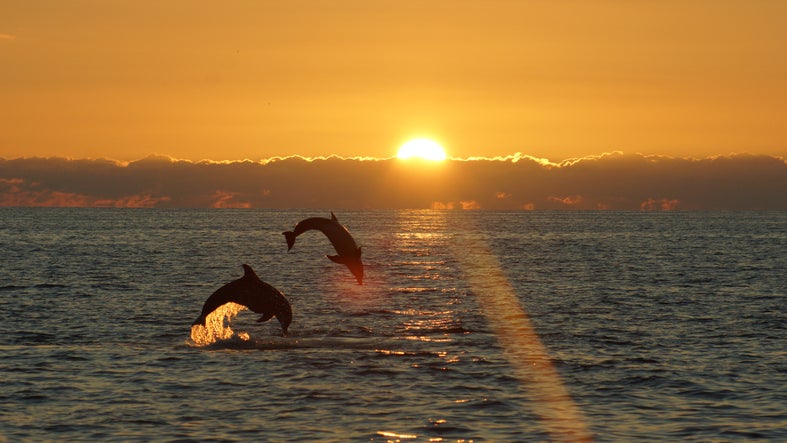 Two dolphins leaping at sunset near Sanibel Island, Florida Labor Day Getaway