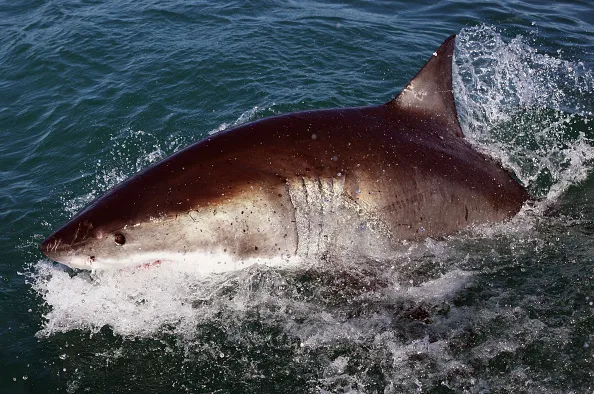 Cage Diving With Great White Sharks In South Africa. Meanwhile, A Florida firefighter was bitten by a shark while surfing at New Smyrna Beach, but drove himself home for treatment and plans to surf again soon.