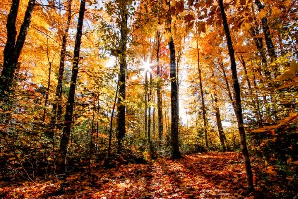 a forest with tall trees loaded with colorful fall leaves, sun shining through them now easy to get to with Flights From RSW To The Northeast