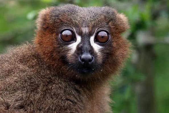 Naples Zoo Welcomes 2 New Lemurs