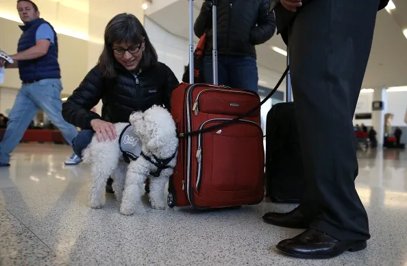 Therapy Dogs are Coming to RSW In Fort Myers