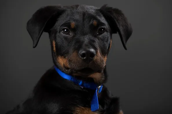 Portraits Of The Battersea Dogs Left Behind This Christmas. Meanwhile, A woman heroically rescued a little puppy left in a crate on a hot Florida roadside, ensuring he found a safe, loving home.