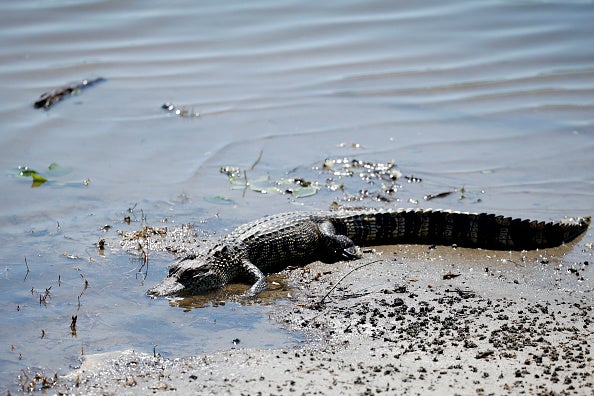 Zurich Classic of New Orleans - Round One 
Meanwhile, Here we have a Florida man arrested for illegally dumping tires, shooting at an alligator from his truck, and multiple other offenses.
