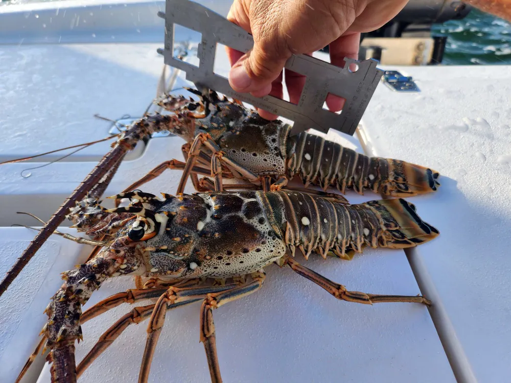 Florida Lobster min-season