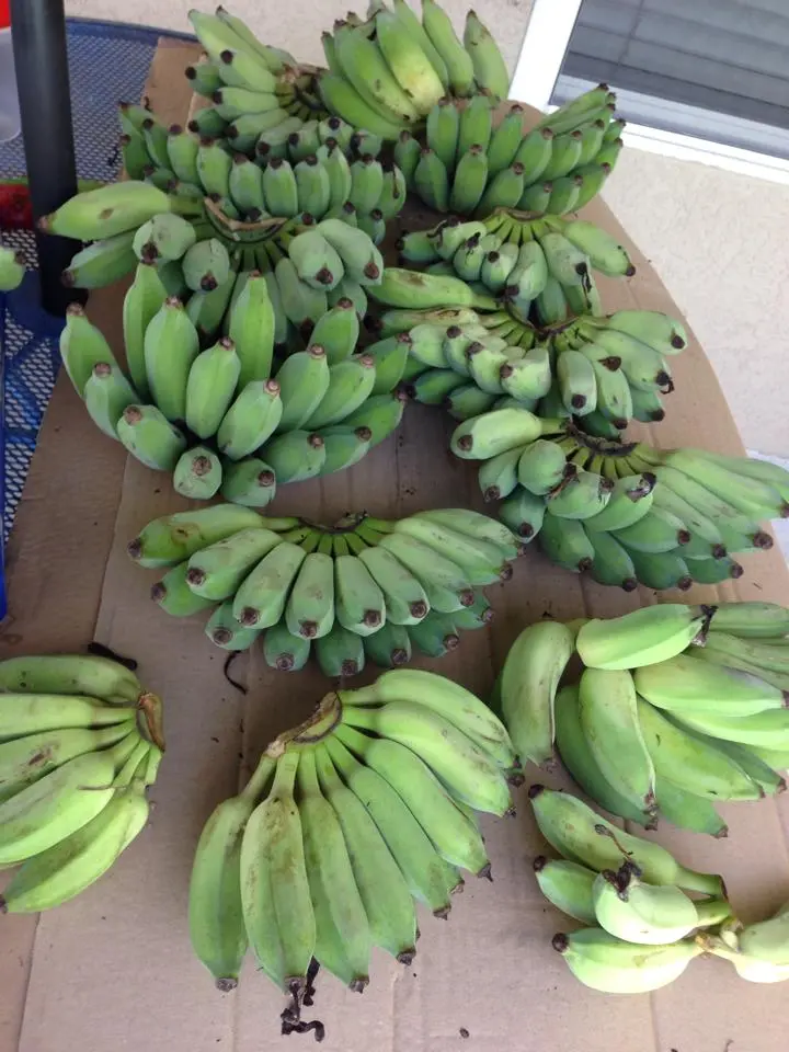 After you grow your own bananas, cut them apart to ripen