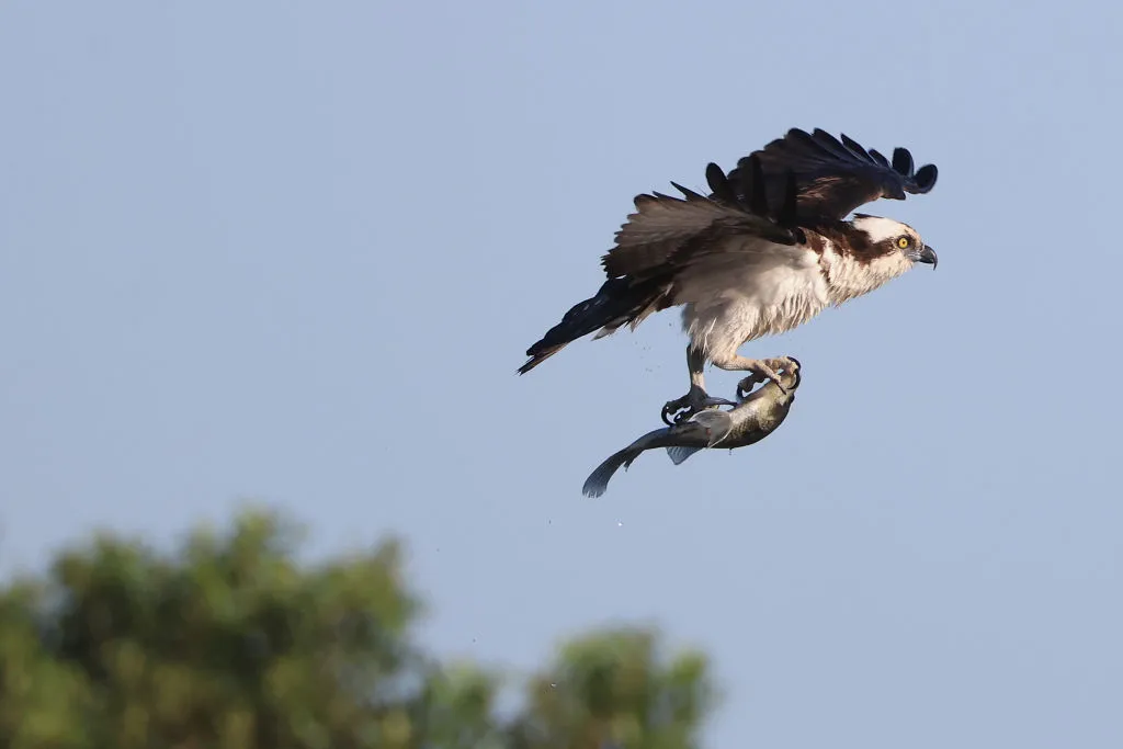 A osprey carries a freshly caught fish on March 29, 2024 in Sebastian Inlet, Florida. The warmer climate found in the southern United States provides a welcome habitat for a wide assortment of aquatic birds and other wildlife. 