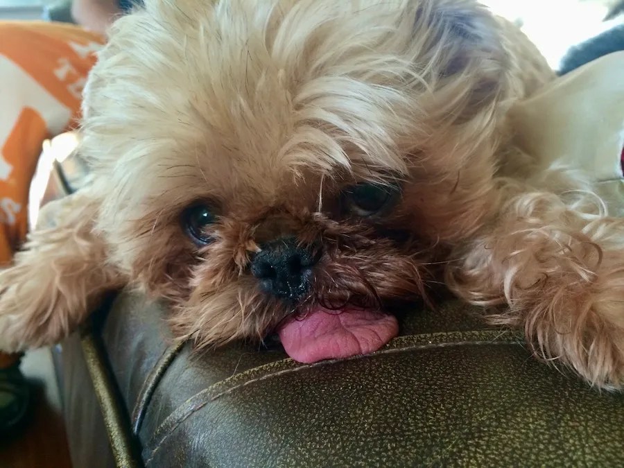 tiny dog with lots of hair, little pink tongue hanging out and resting on a leather couch for crazy animal videos