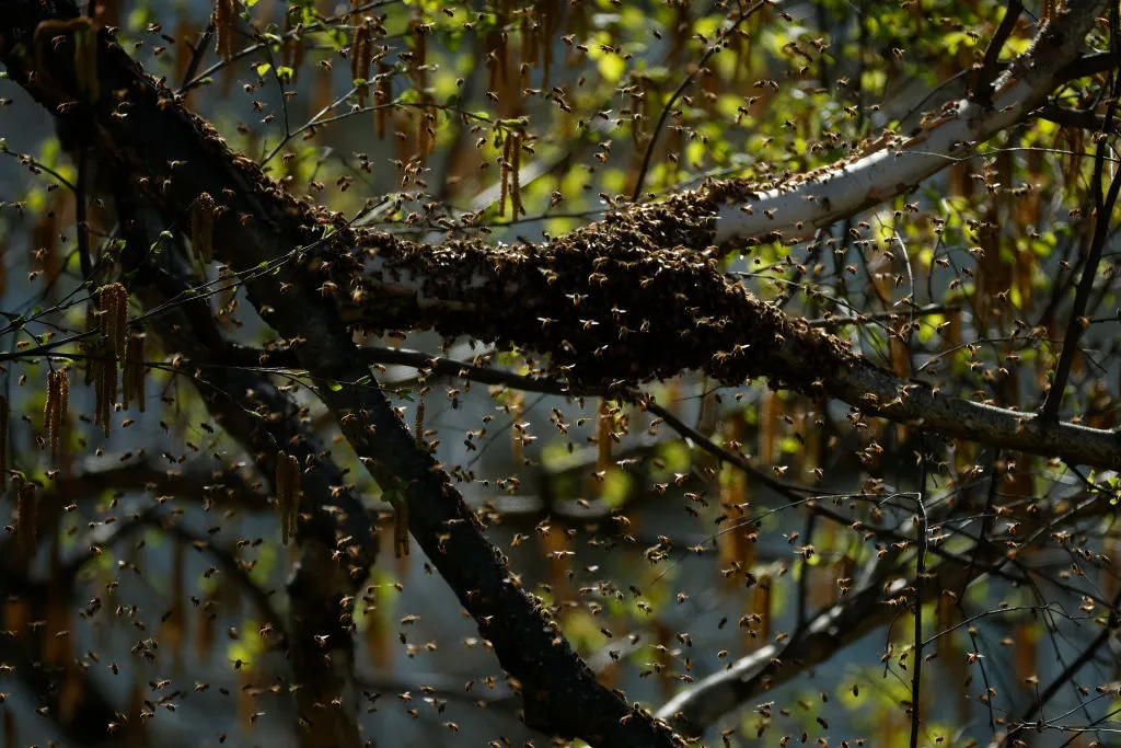 Bees Gather Outside U.S. Agriculture Offices.


Meanwhile, A Florida man survived a brutal attack by killer bees, enduring 120 stings, a 30-foot fall, and a miraculous recovery thanks to quick-thinking coworkers.